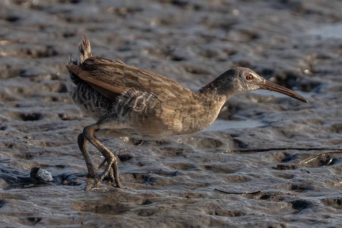 Clapper Rail - ML622152333