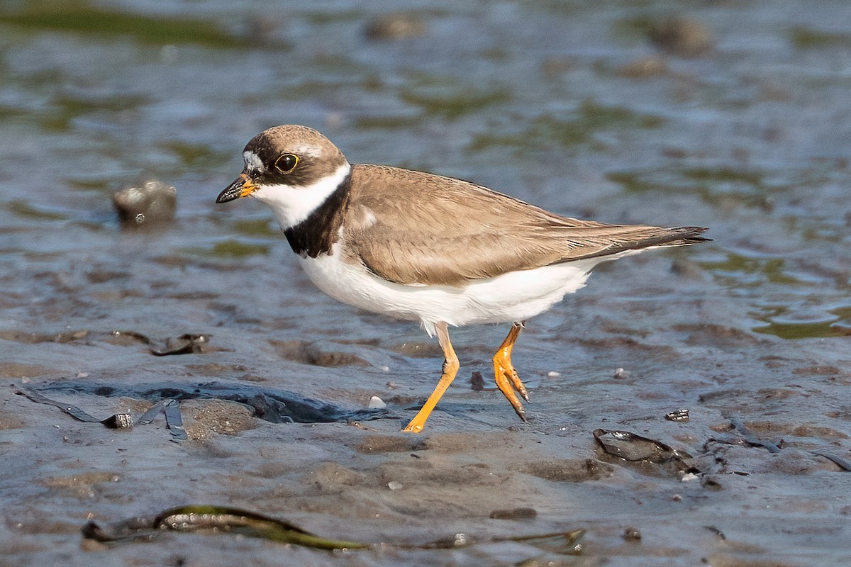 Semipalmated Plover - ML622152335