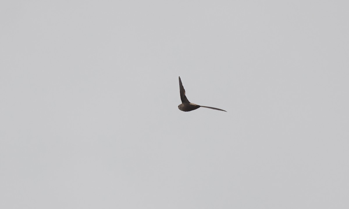 Chimney Swift - Paul Fenwick