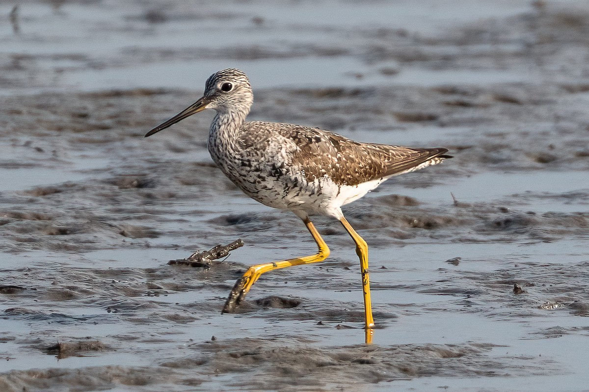 Greater Yellowlegs - ML622152337