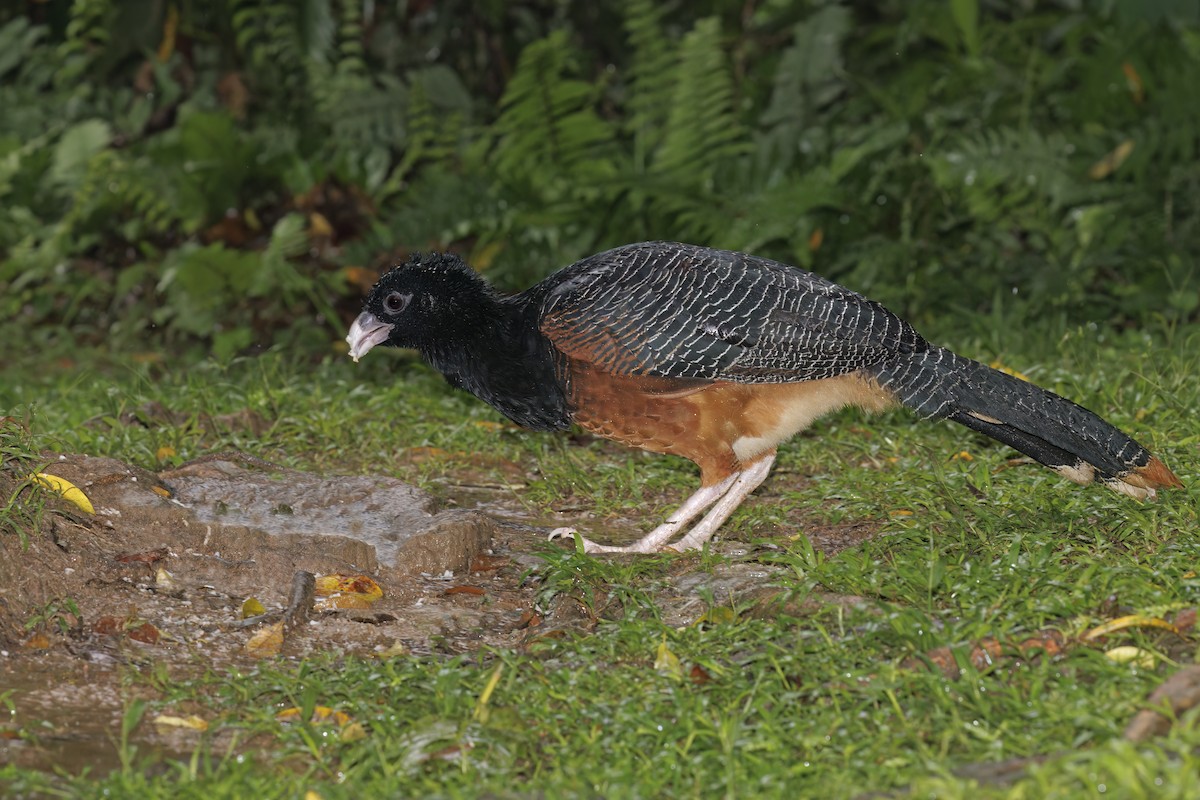 Blue-billed Curassow - ML622152338