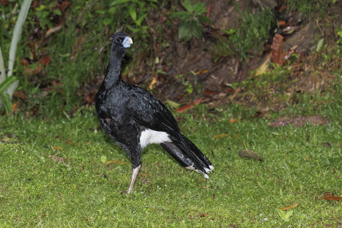 Blue-billed Curassow - ML622152339