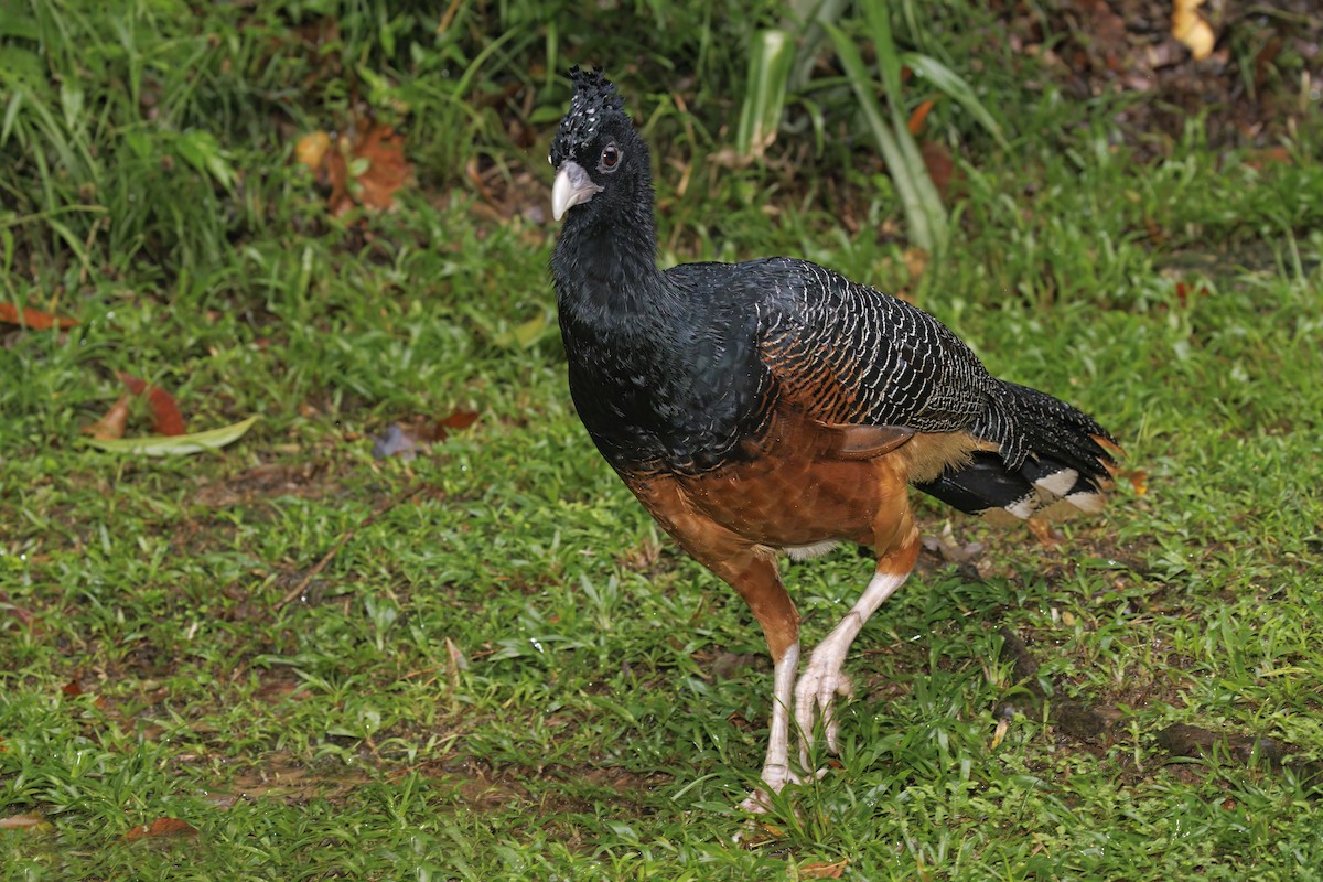 Blue-billed Curassow - ML622152340