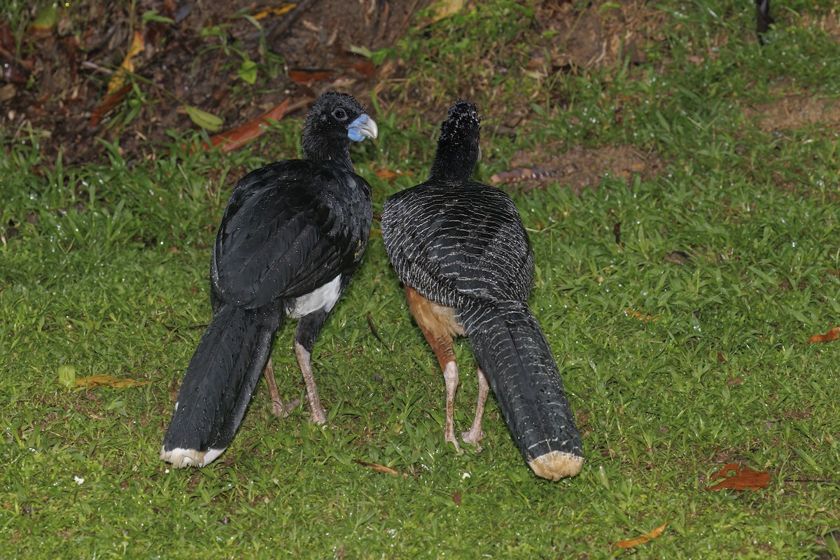 Blue-billed Curassow - ML622152341