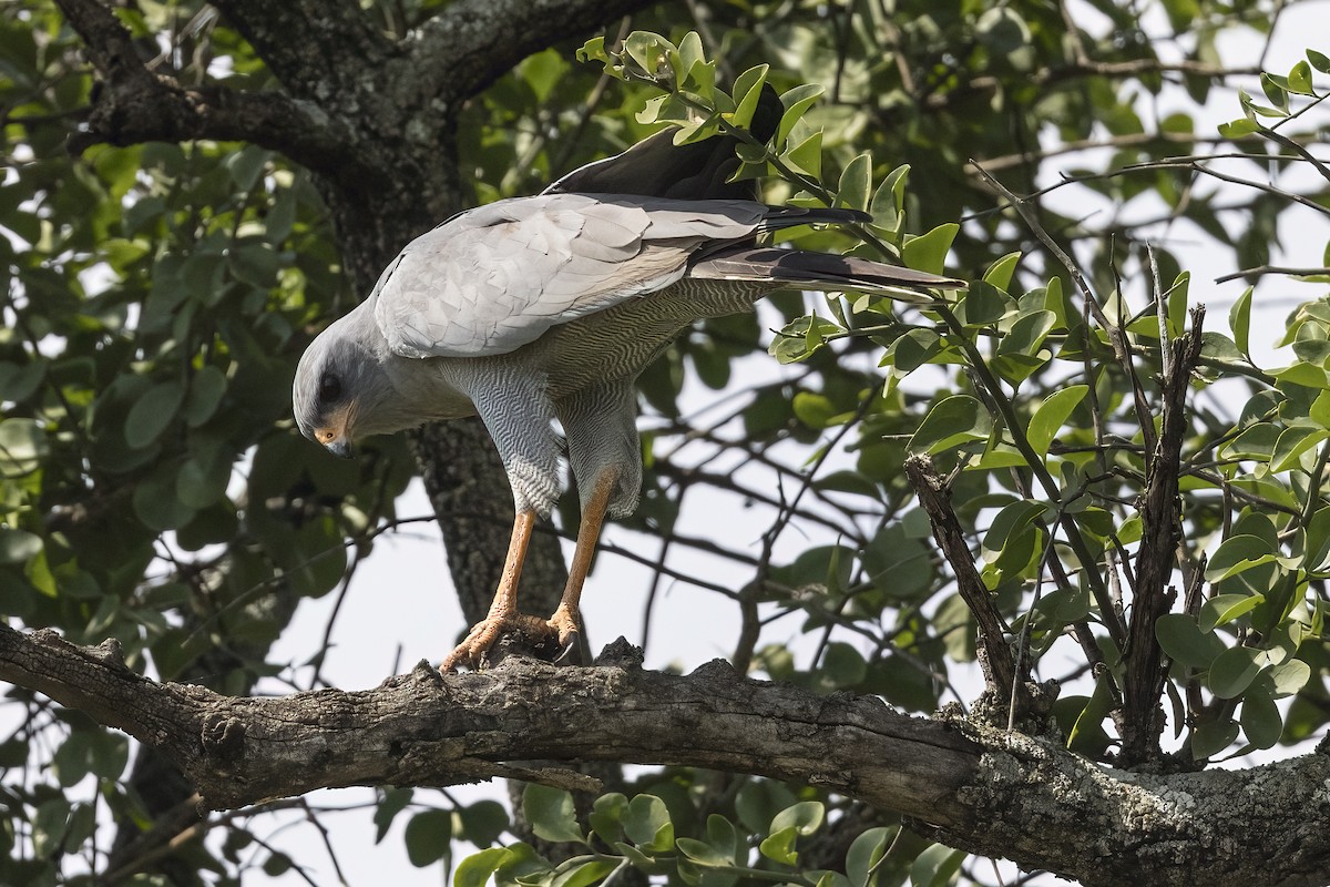 Dark Chanting-Goshawk - ML622152344