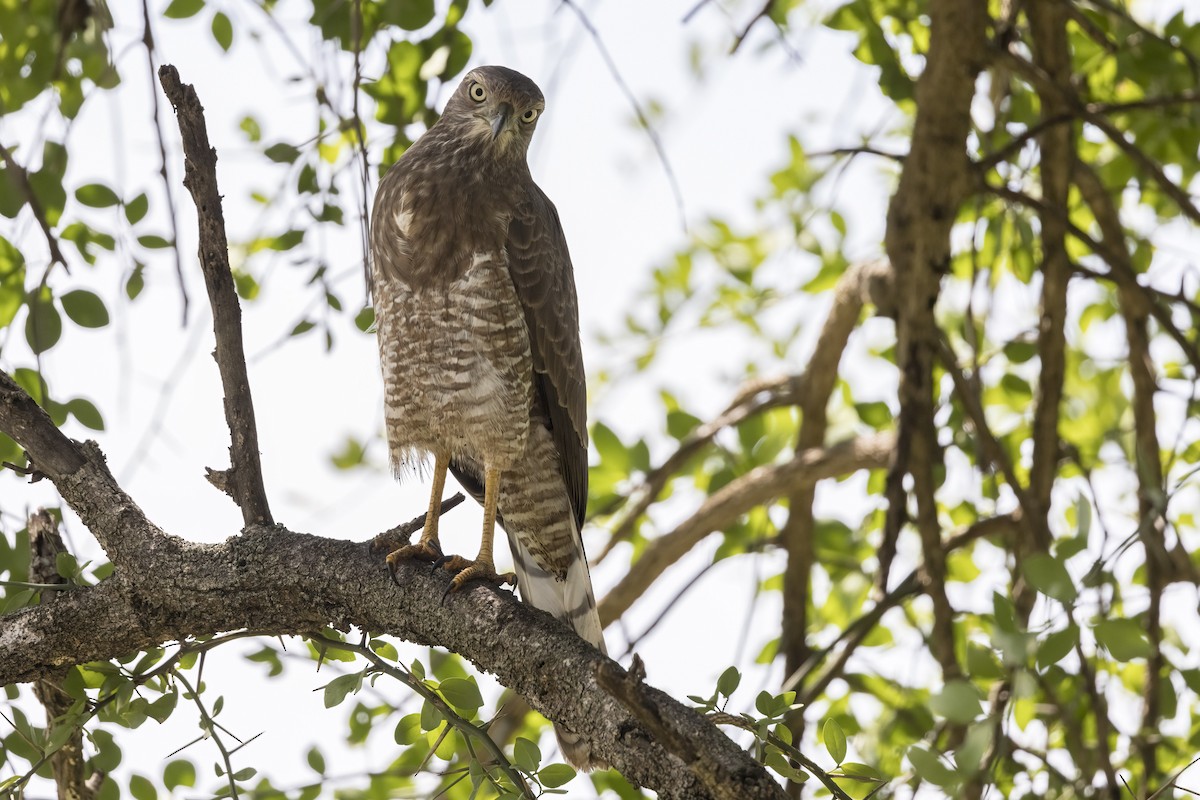 Dark Chanting-Goshawk - ML622152345