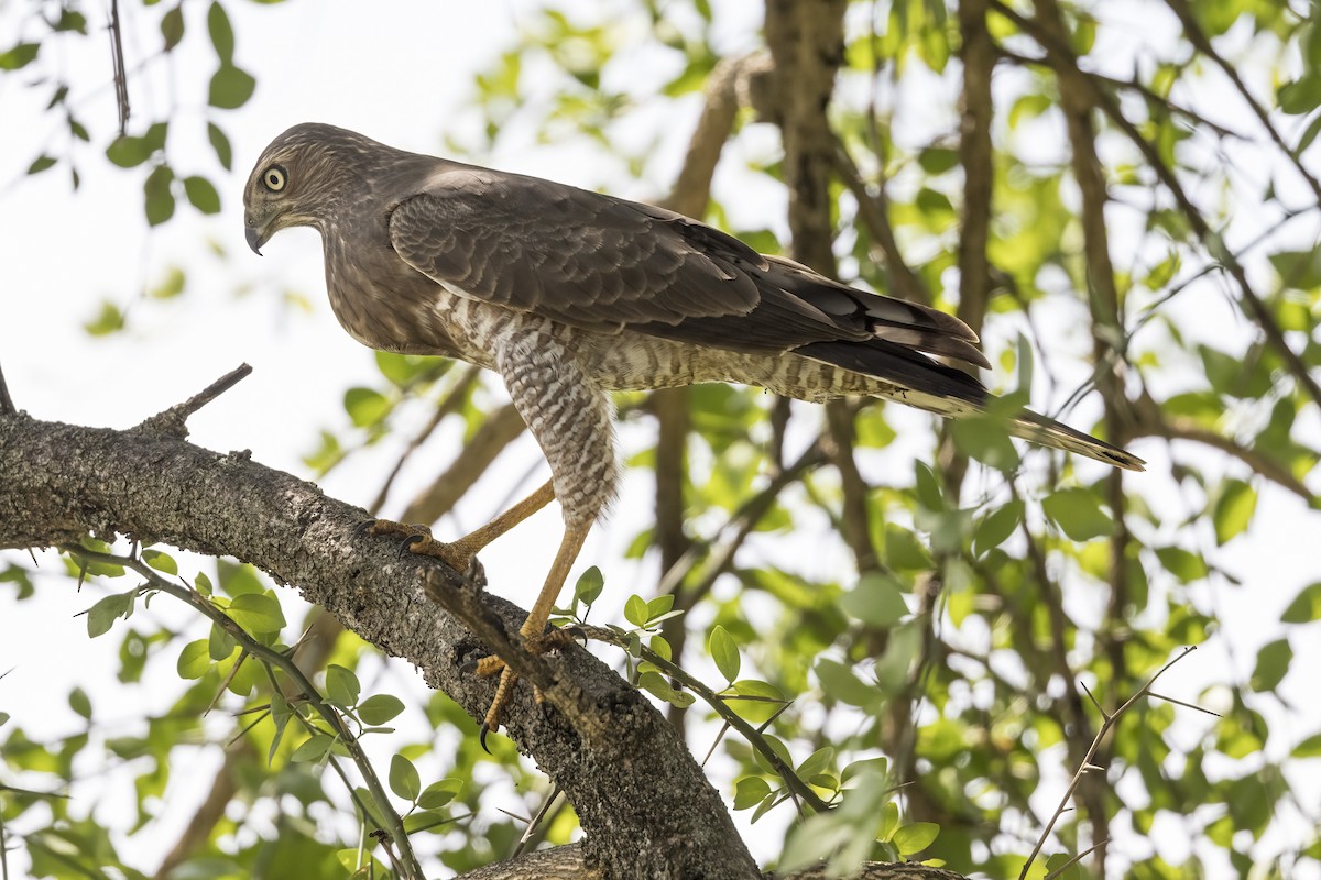 Dark Chanting-Goshawk - ML622152346