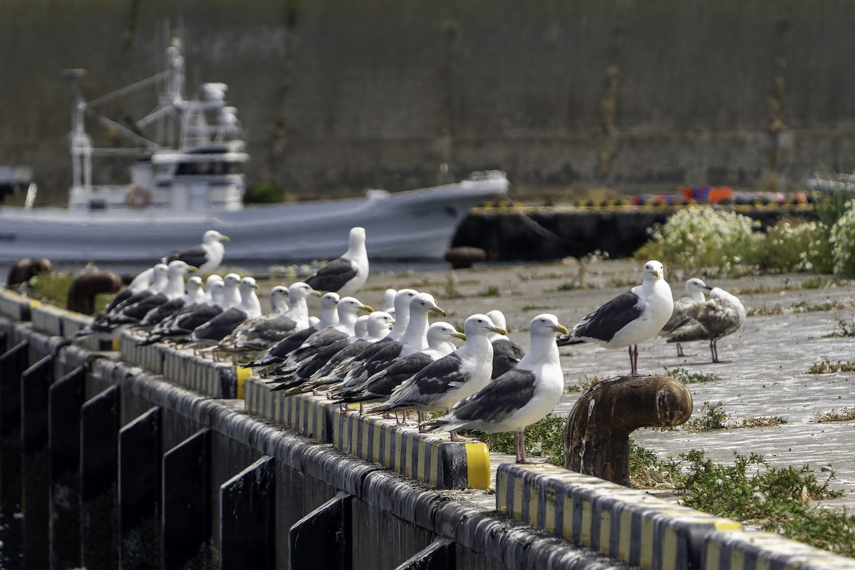 Slaty-backed Gull - ML622152347