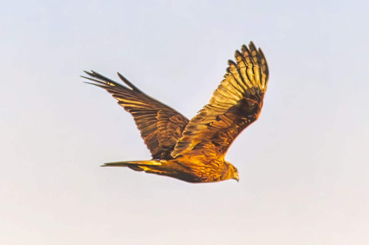 Swamp Harrier - ML622152348