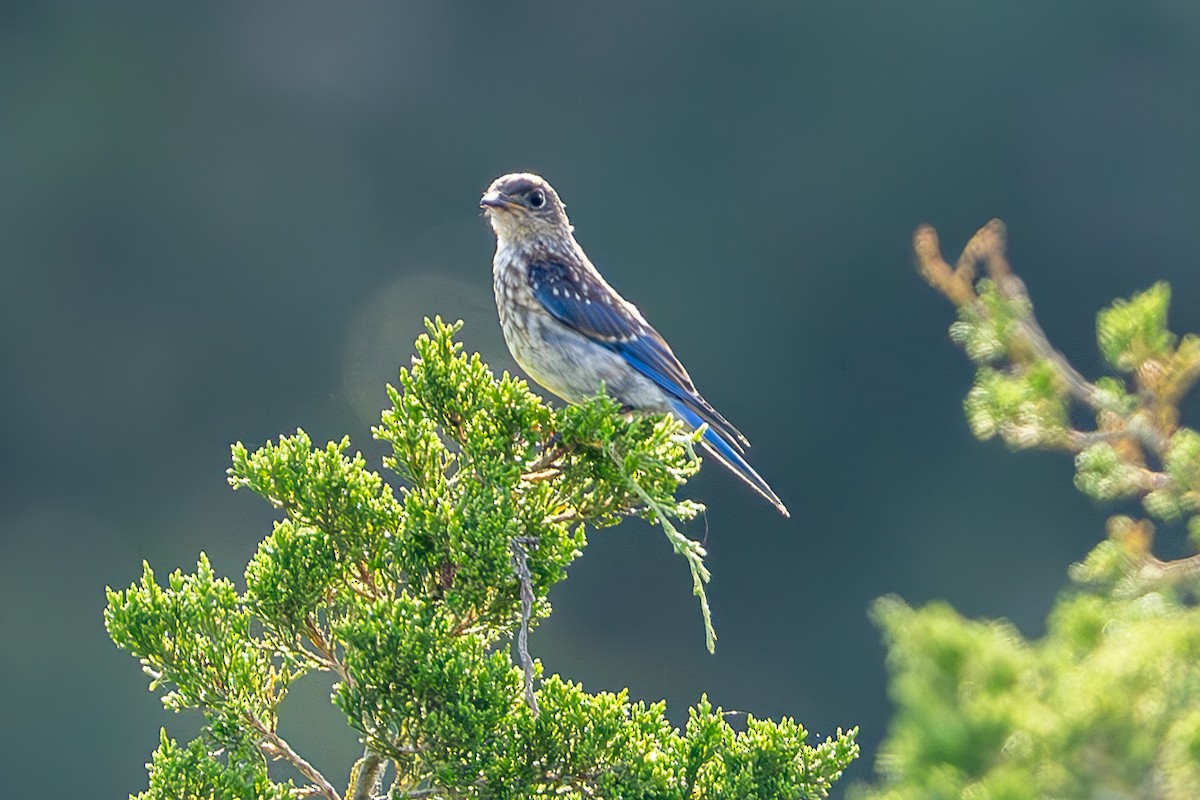 Eastern Bluebird - ML622152349