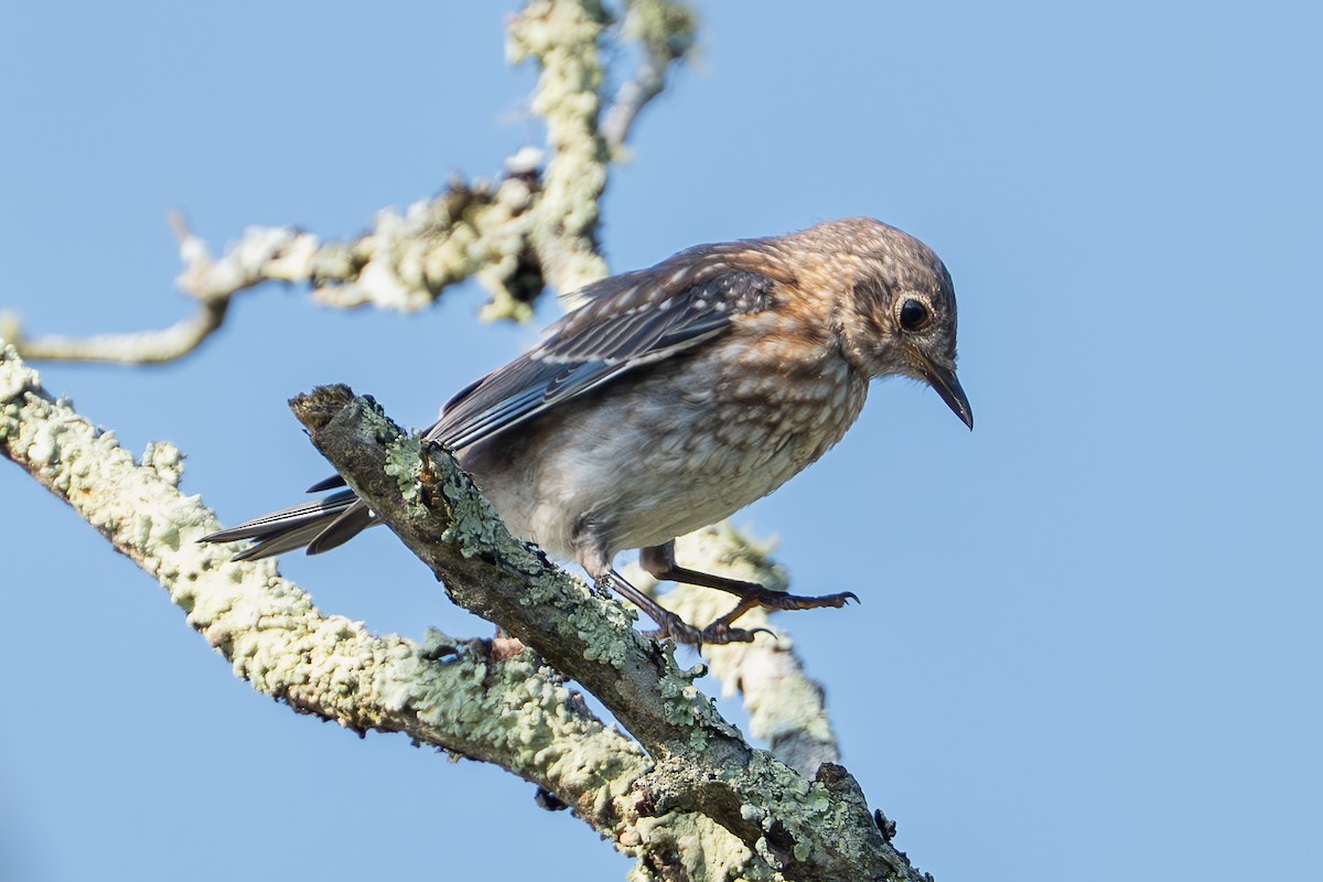 Eastern Bluebird - ML622152350