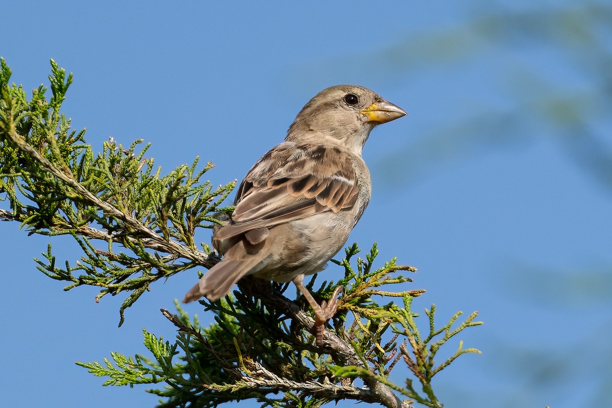 House Sparrow - ML622152351