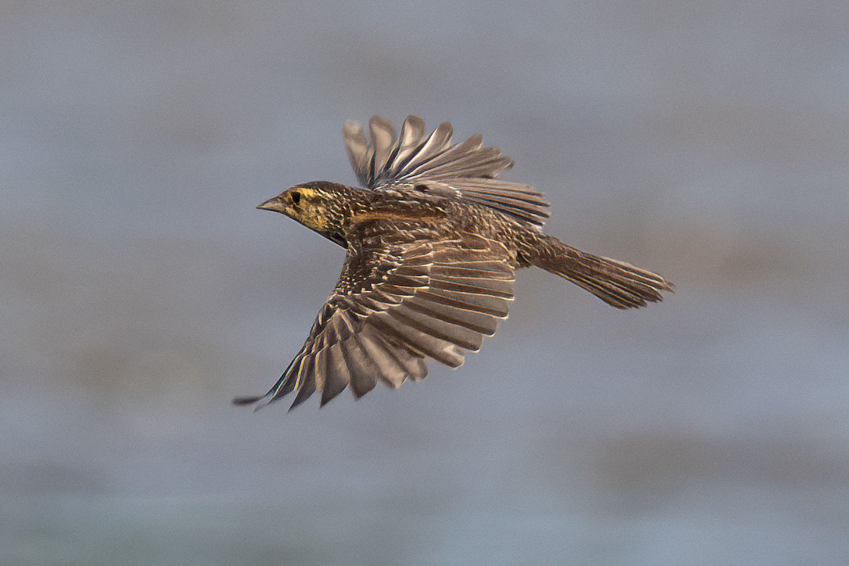 Saltmarsh Sparrow - ML622152352