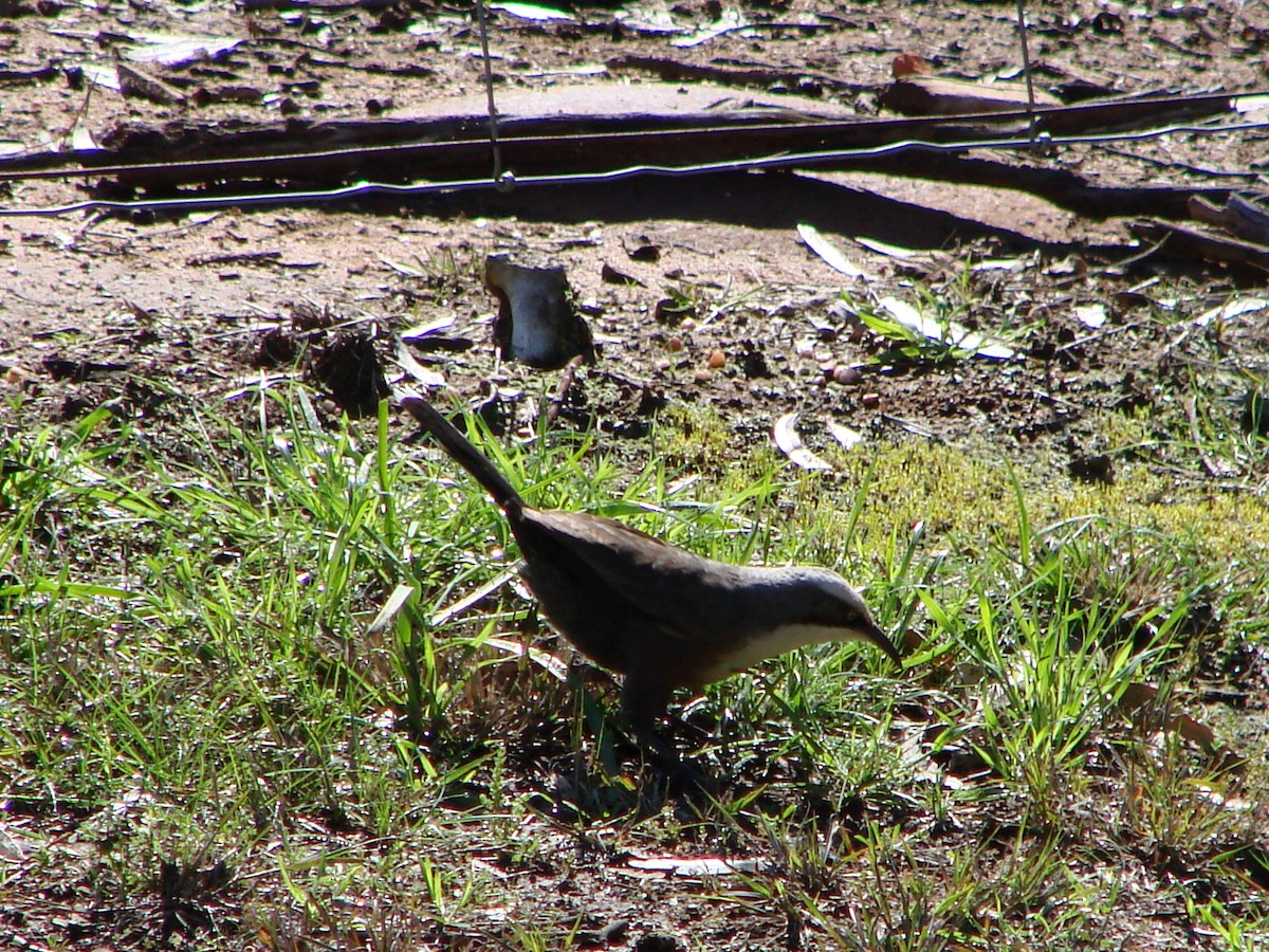 Gray-crowned Babbler - ML622152355