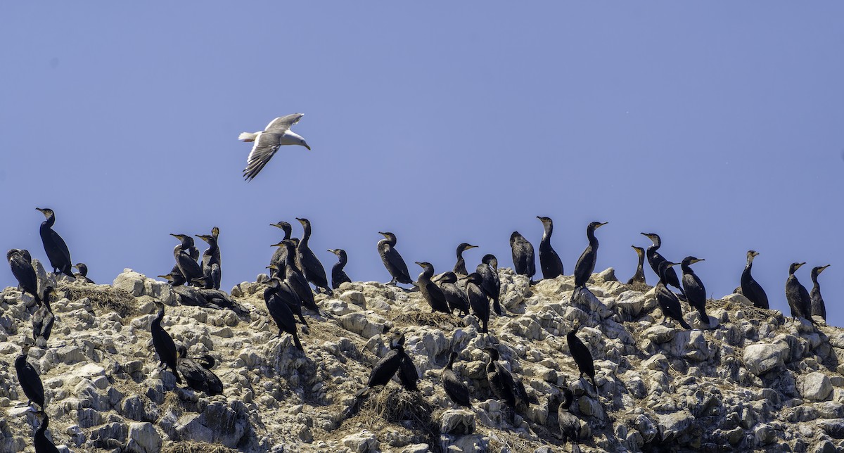 Great/Japanese Cormorant - Xian Guan