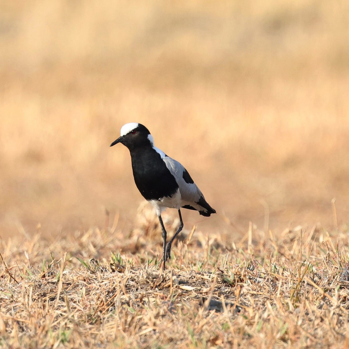 Blacksmith Lapwing - ML622152358