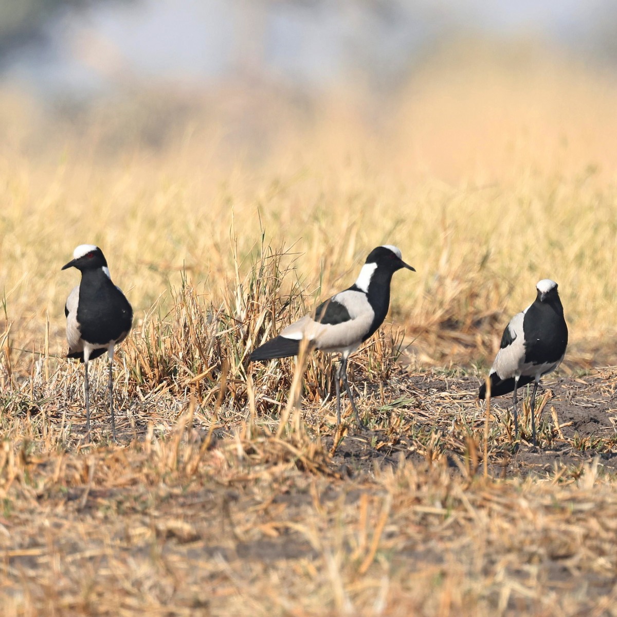 Blacksmith Lapwing - ML622152359