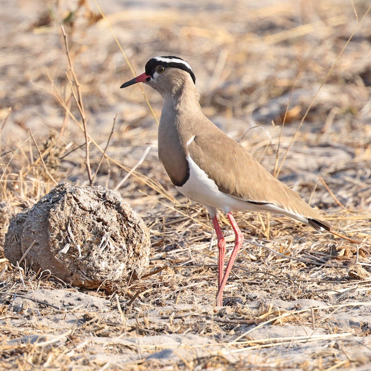 Crowned Lapwing - ML622152360