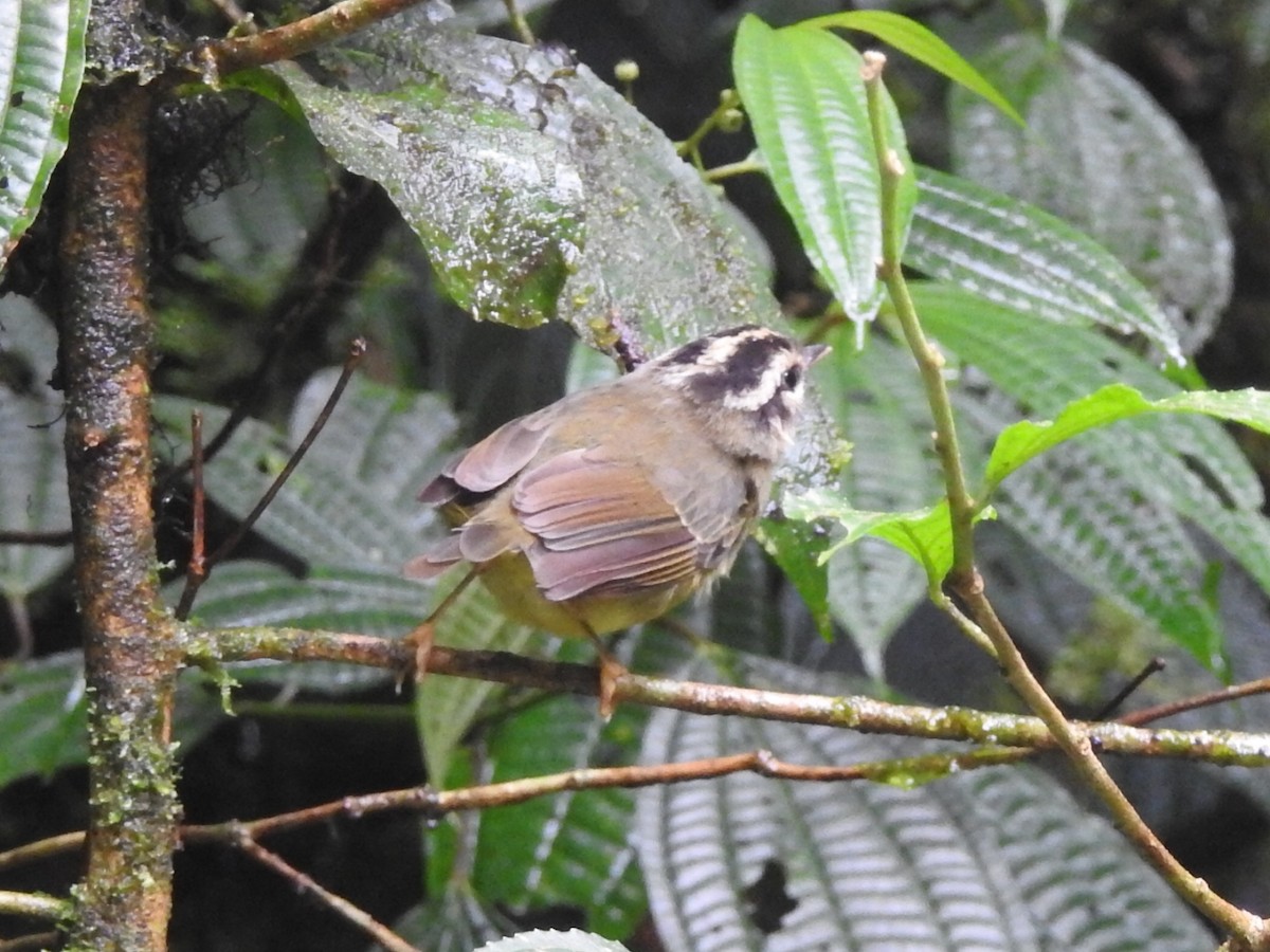 Costa Rican Warbler - ML622152362