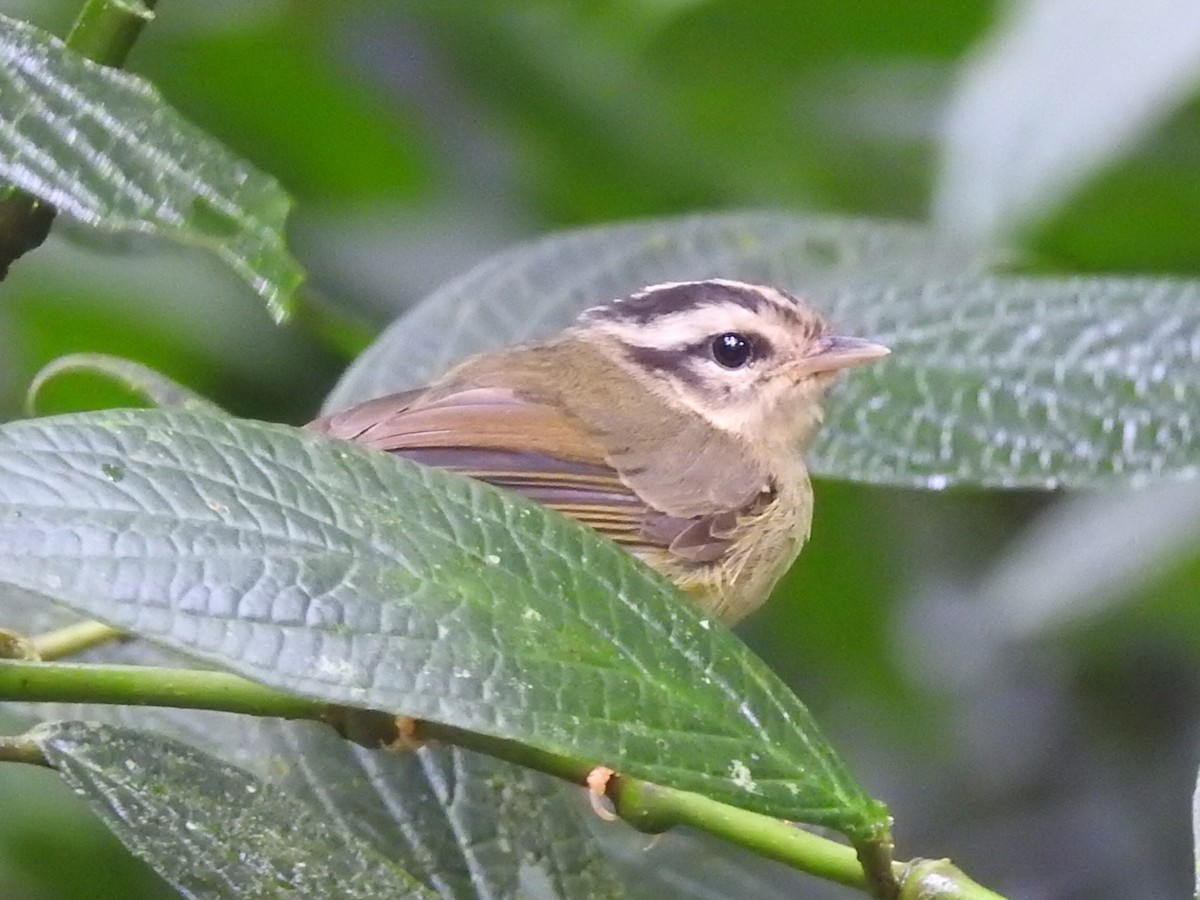 Costa Rican Warbler - ML622152363