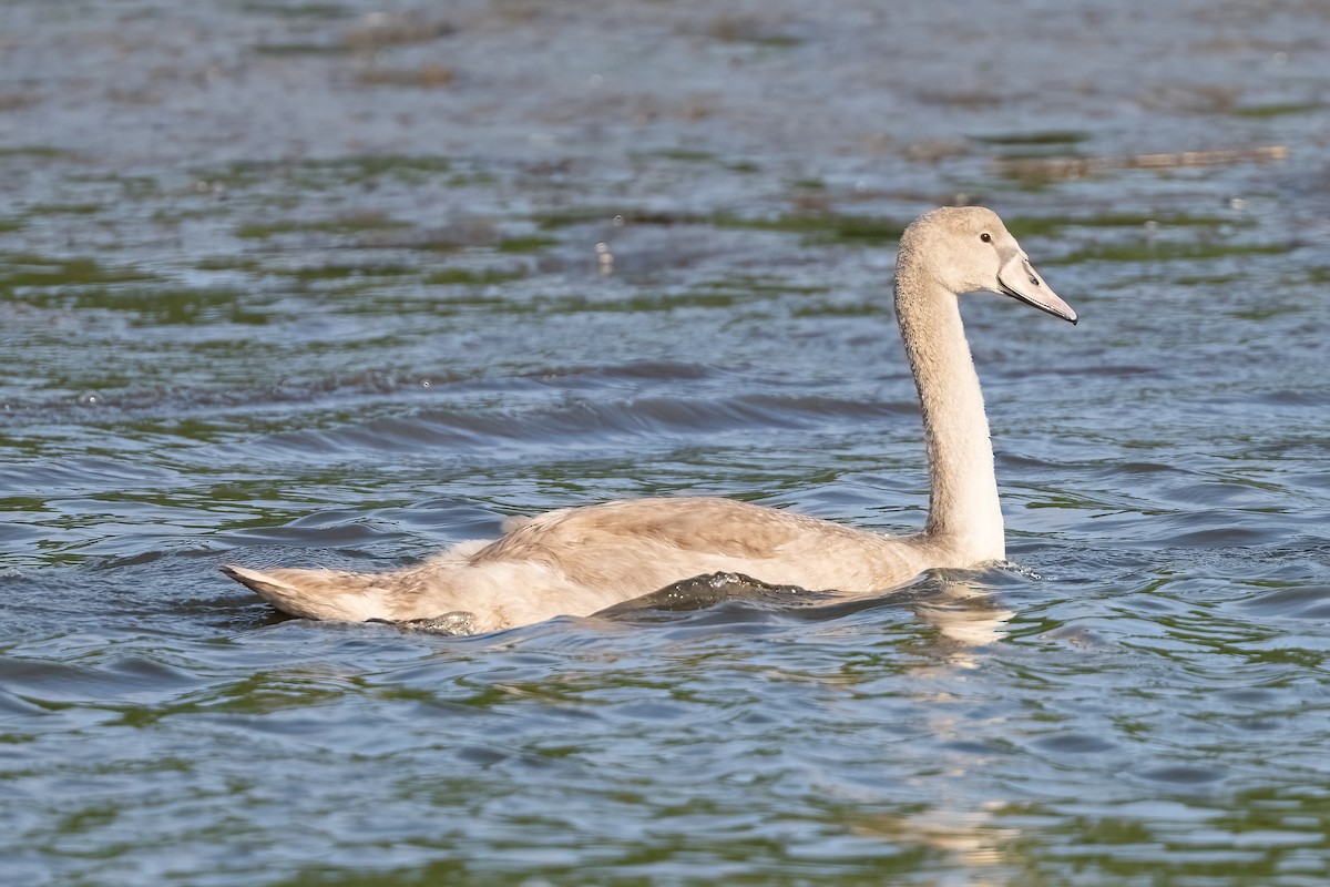 Mute Swan - Shori Velles