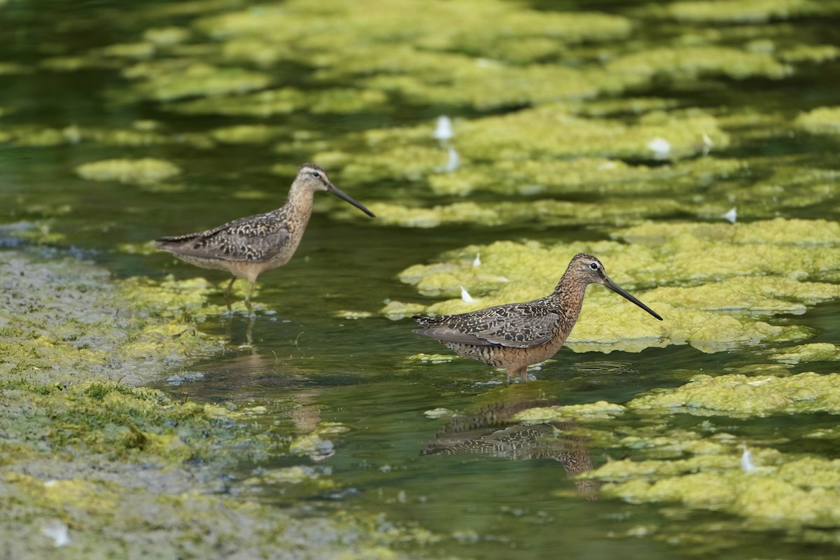 Long-billed Dowitcher - ML622152366