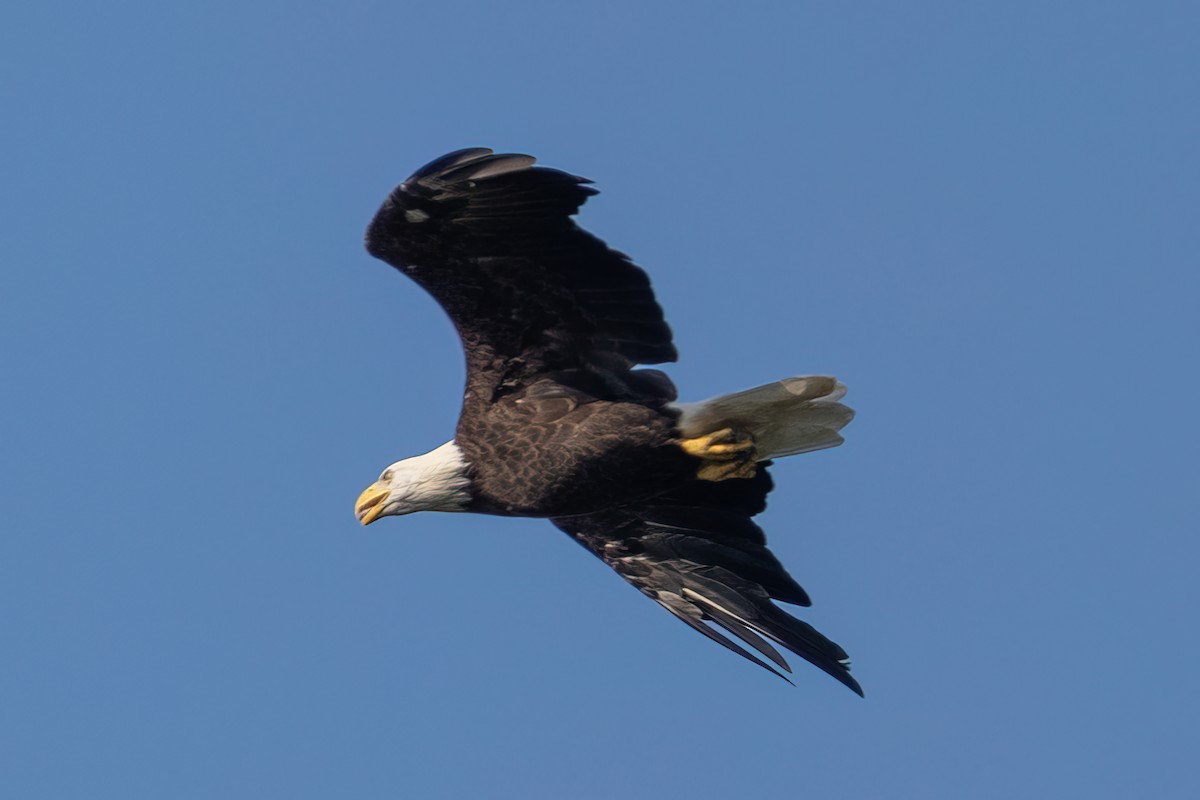 Bald Eagle - ML622152367