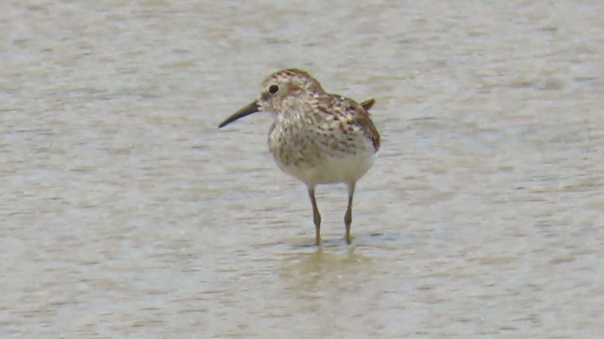 Least Sandpiper - ML622152369