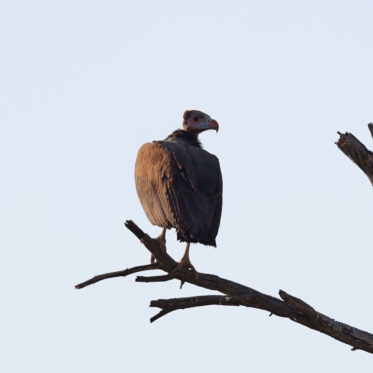 White-headed Vulture - ML622152373