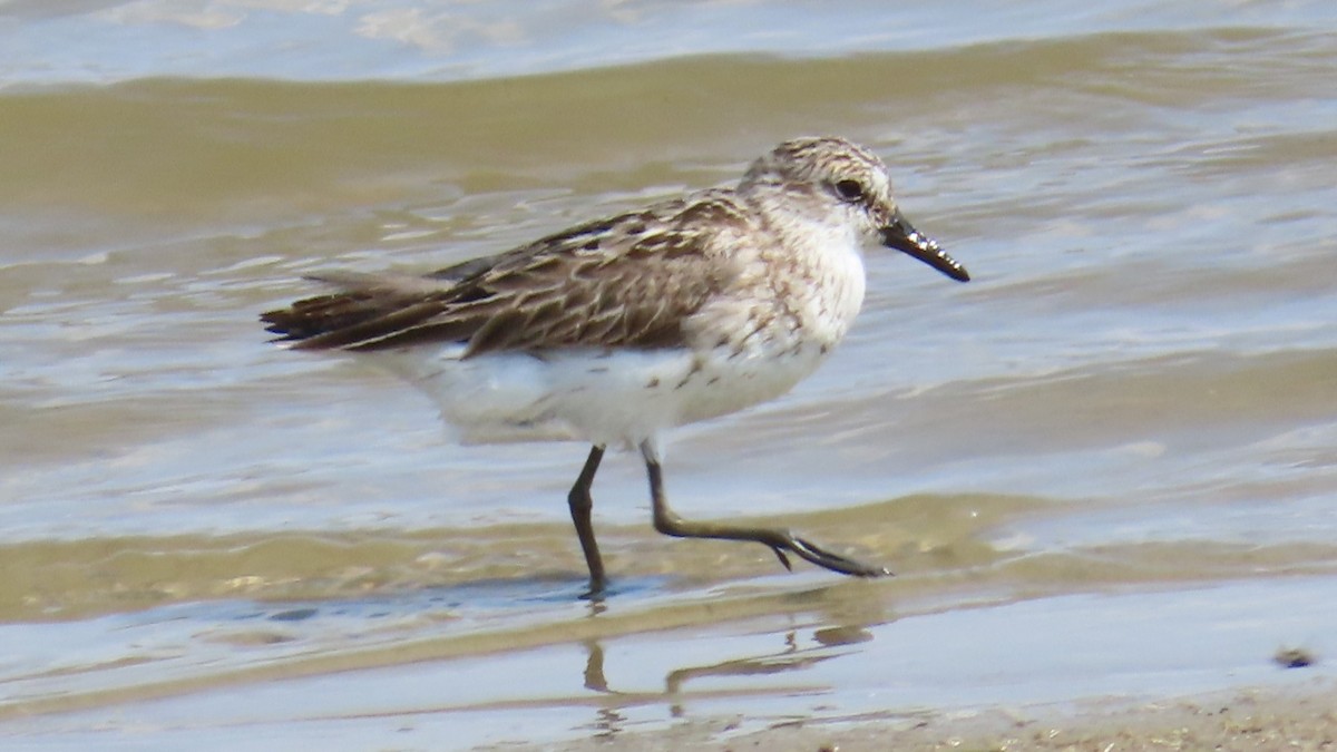 Semipalmated Sandpiper - ML622152374