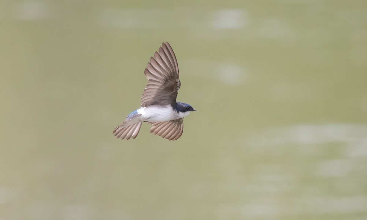 Tree Swallow - ML622152375