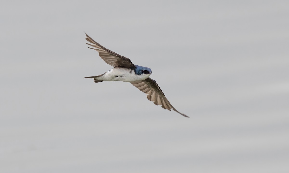 Tree Swallow - ML622152376