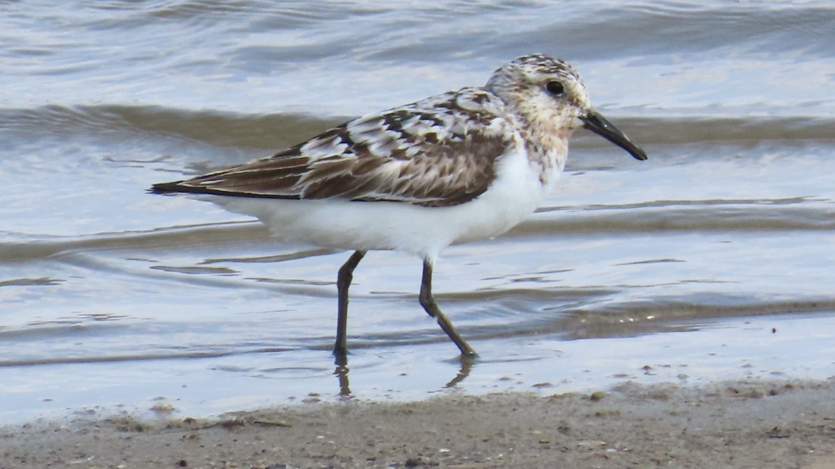 Sanderling - ML622152377