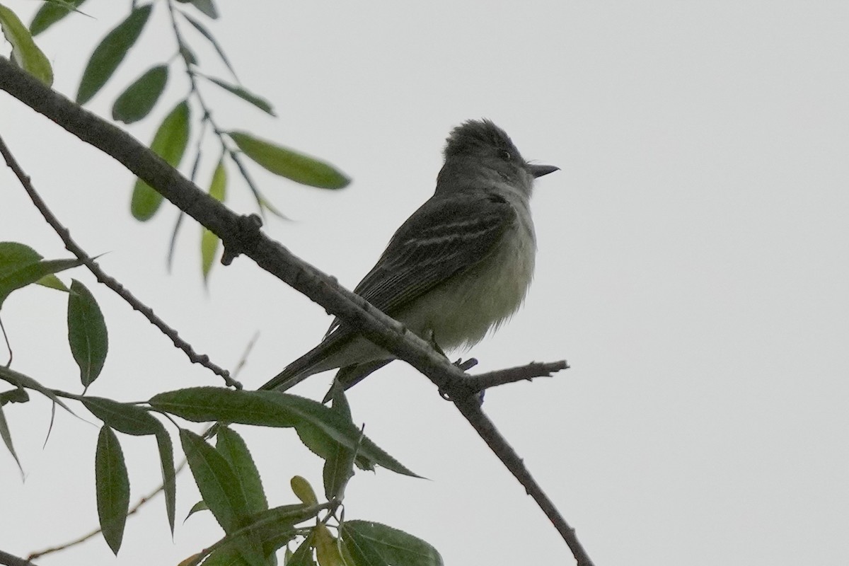 Ash-throated Flycatcher - ML622152381