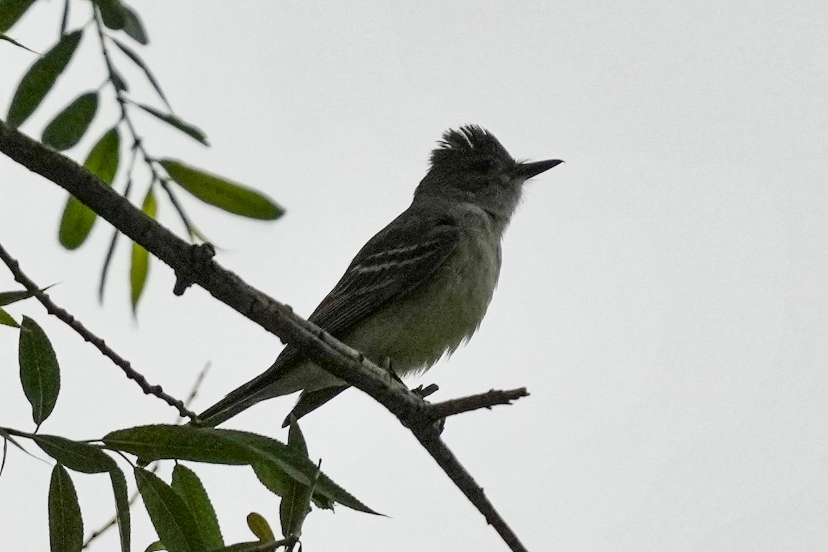 Ash-throated Flycatcher - ML622152382