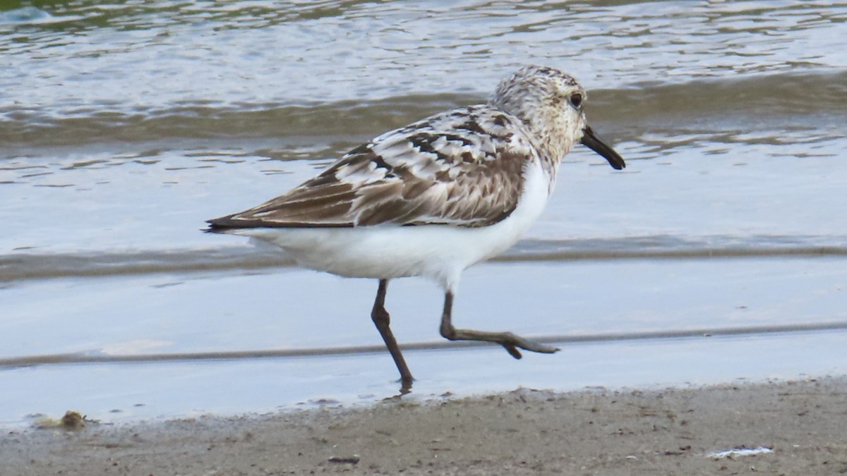 Sanderling - ML622152383