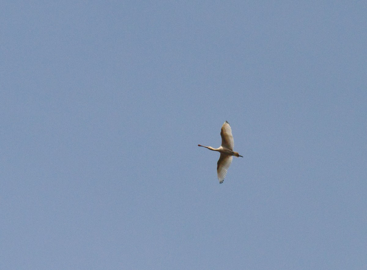 Yellow-billed Spoonbill - ML622152384