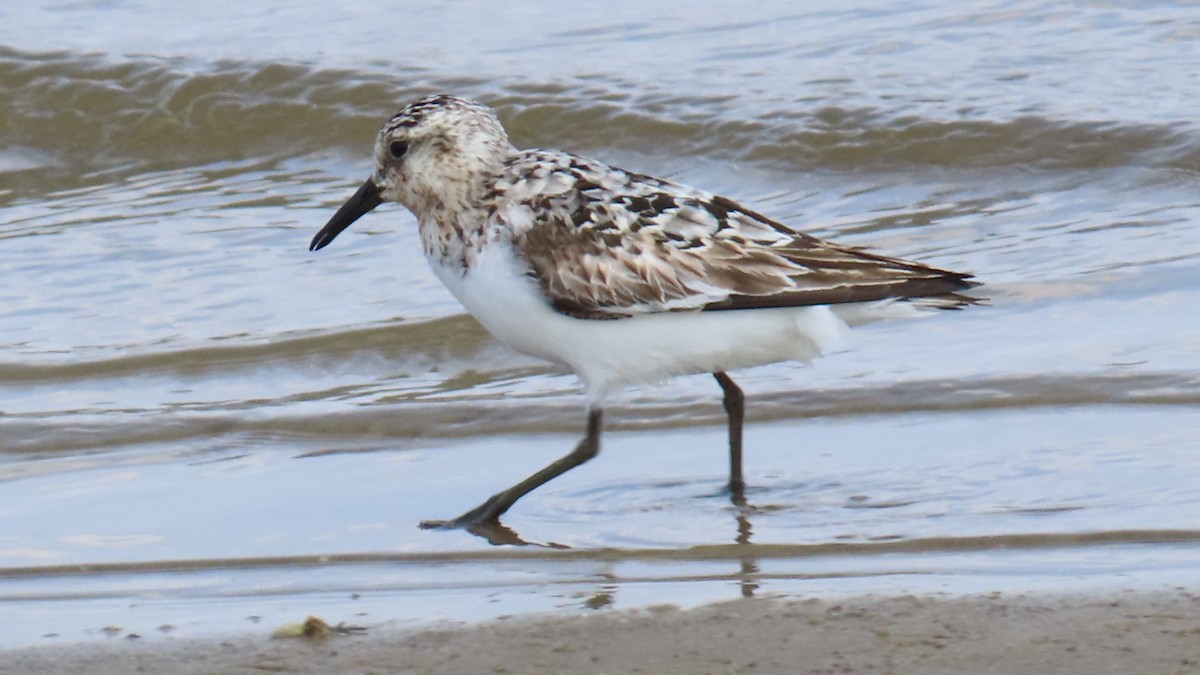 Sanderling - ML622152387