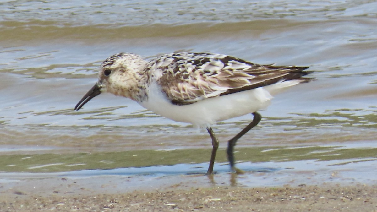 Sanderling - ML622152389