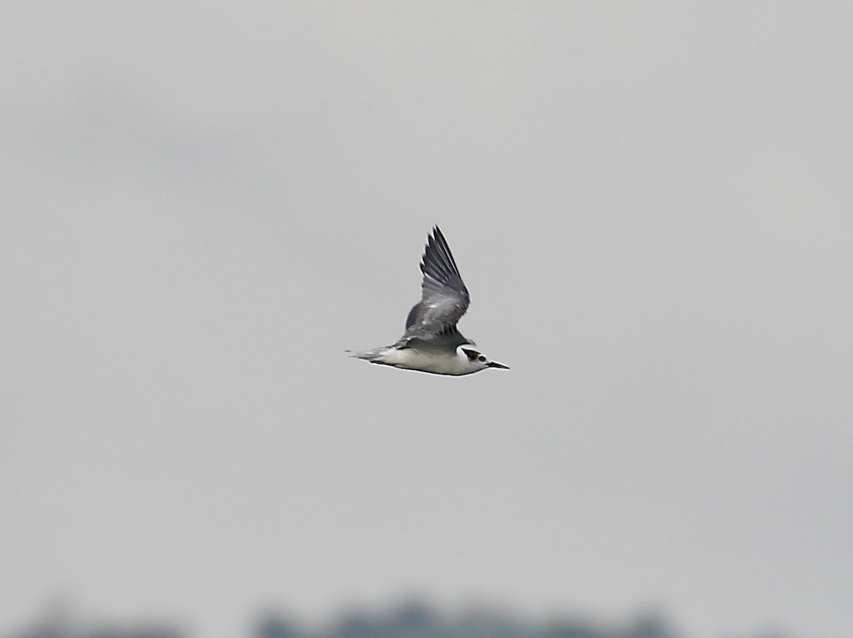 Whiskered Tern - ML622152390