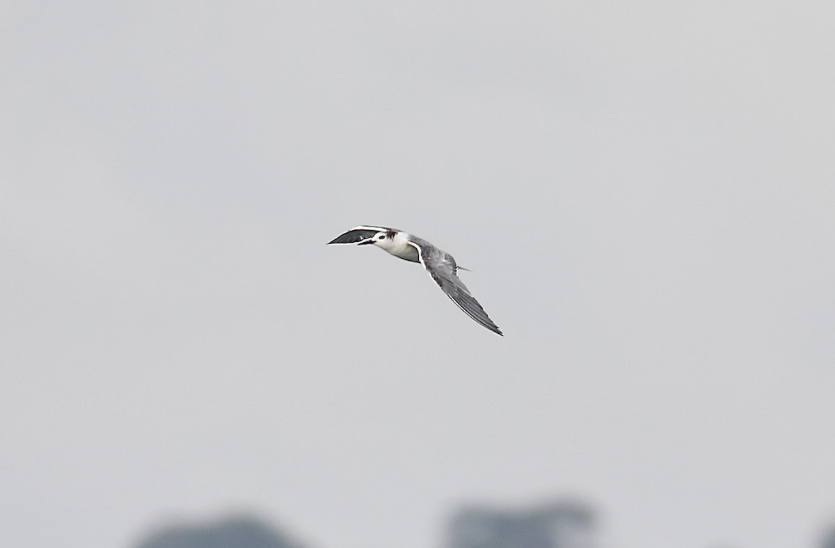 Whiskered Tern - ML622152391