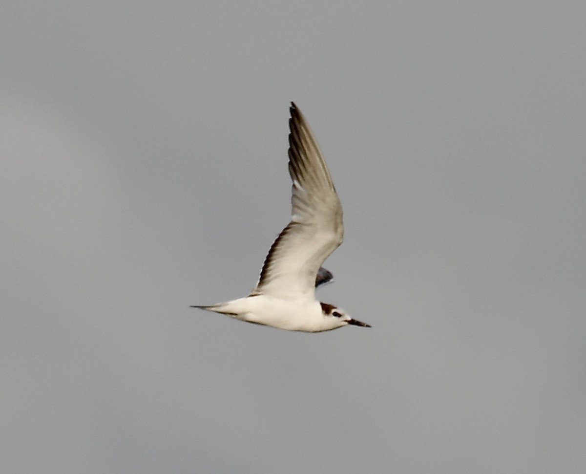 Whiskered Tern - ML622152392