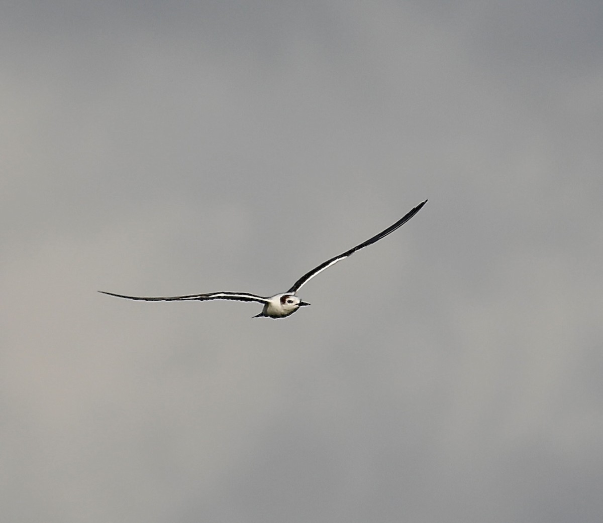 Whiskered Tern - ML622152393