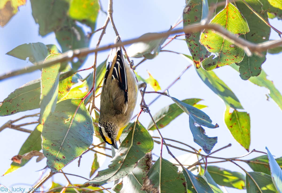 Striated Pardalote (Eastern) - ML622152394