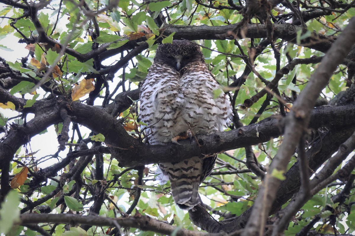 Powerful Owl - ML622152398