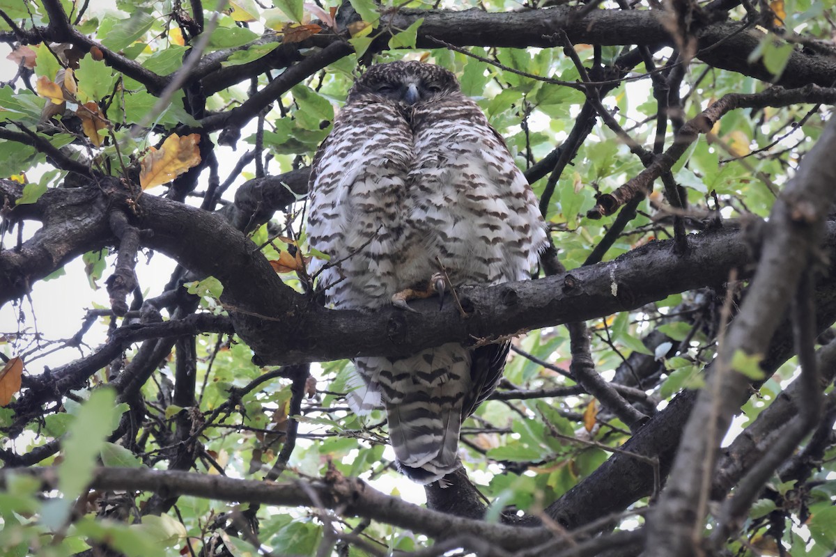 Powerful Owl - Marian W