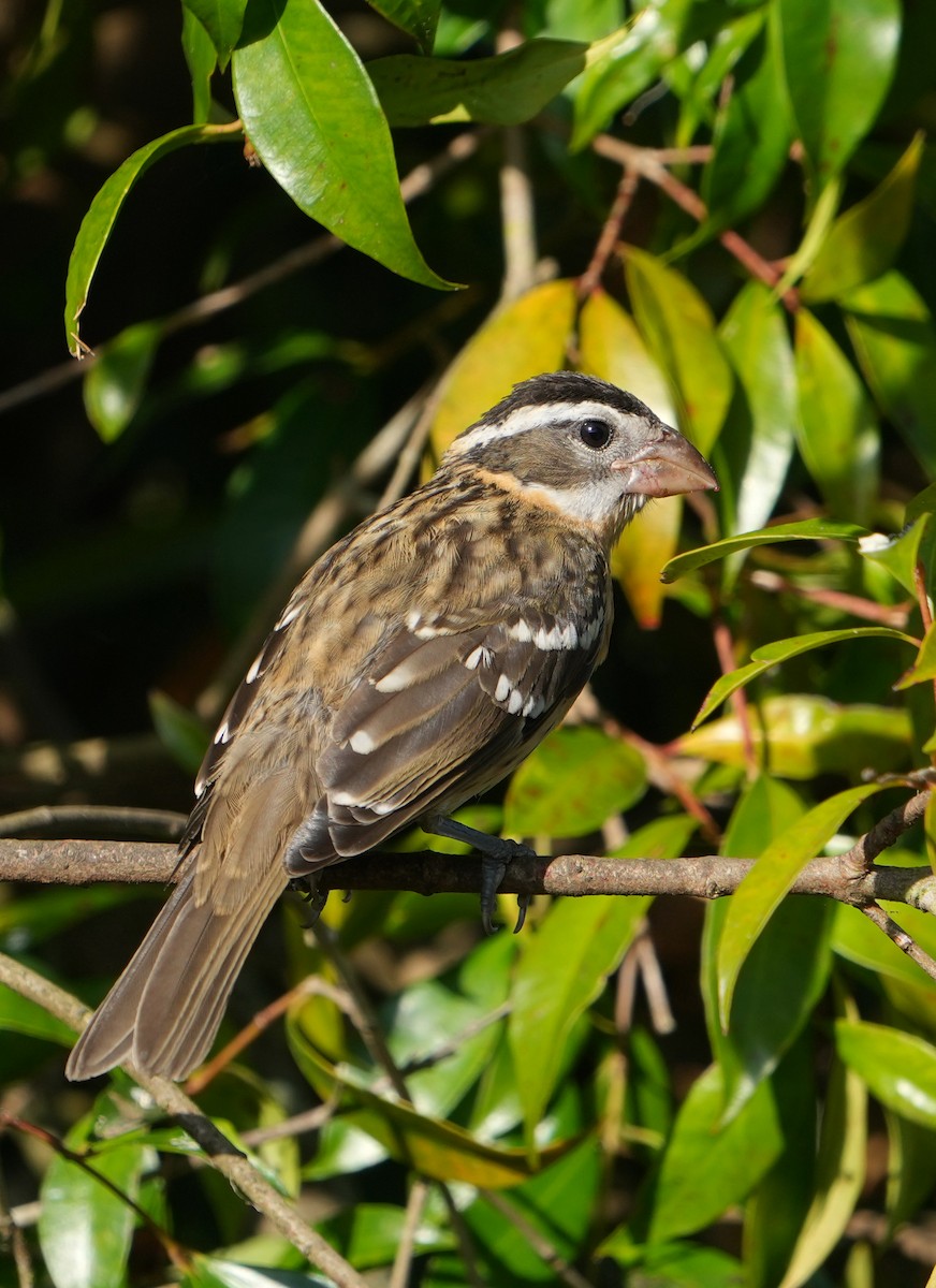 Black-headed Grosbeak - ML622152401