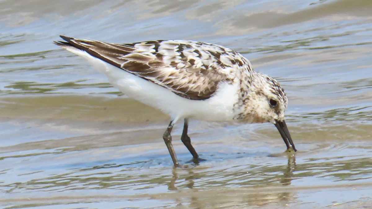 Sanderling - ML622152402