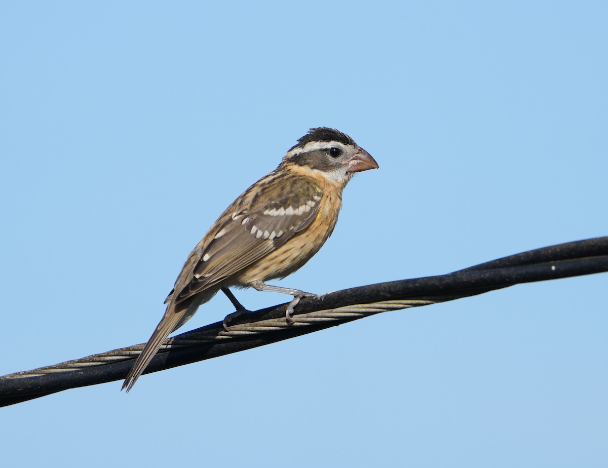 Black-headed Grosbeak - ML622152403