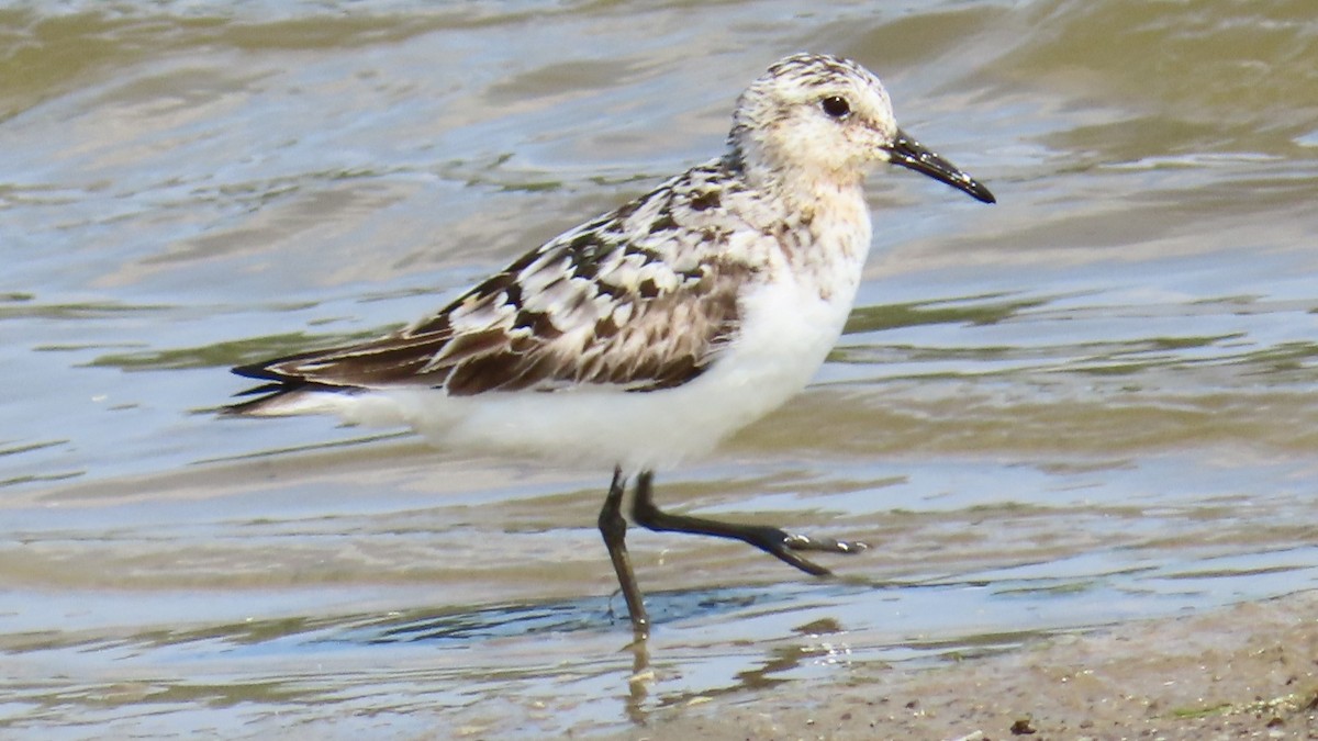 Sanderling - ML622152405